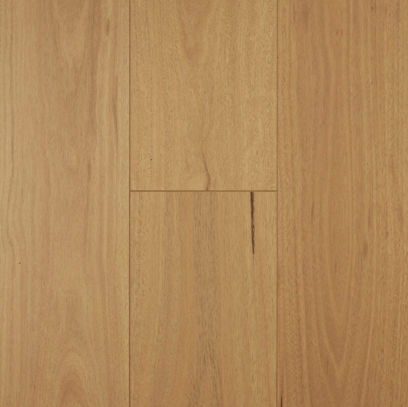 Blackbutt