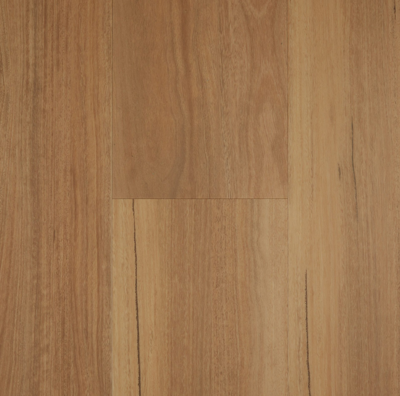 Coastal Spotted Gum