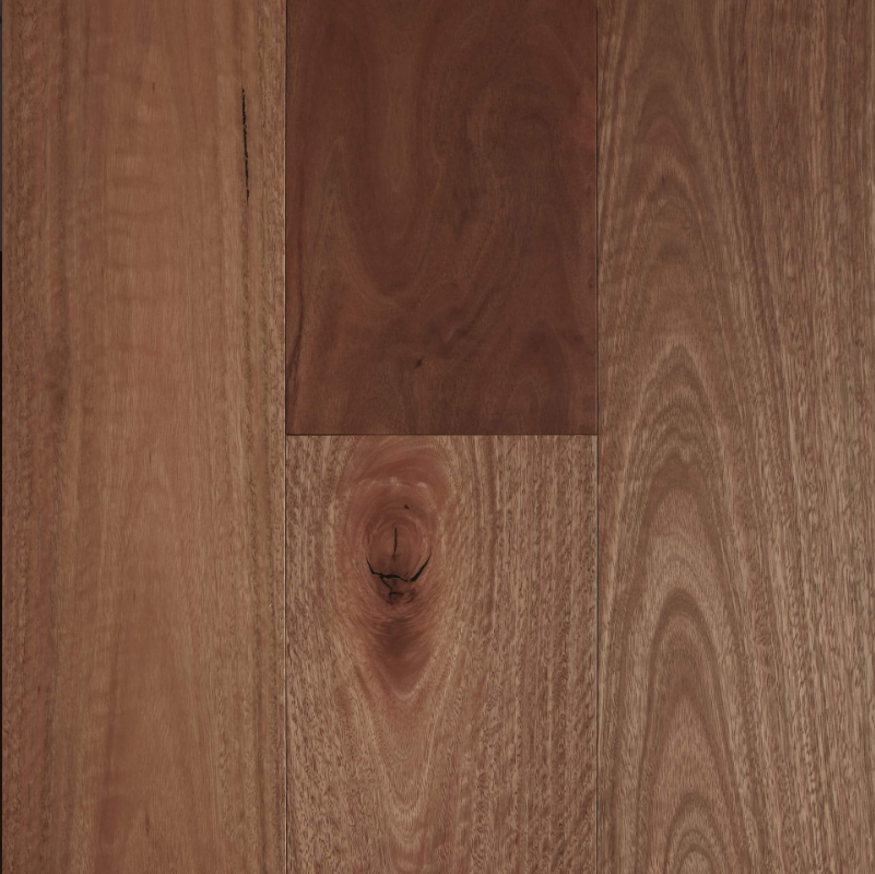 Spotted Gum