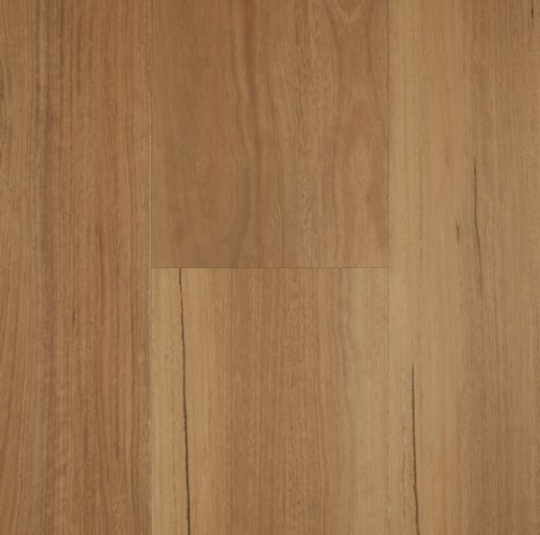 Coastal Spotted Gum